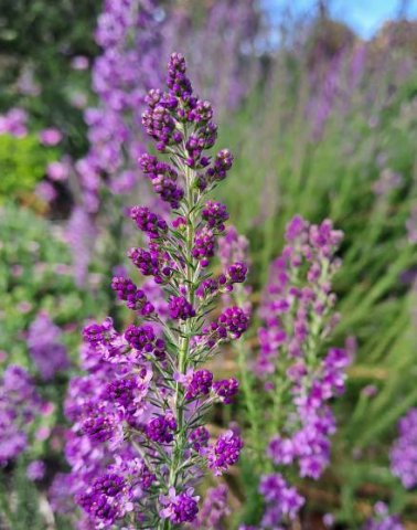Selago canescens large panicle
